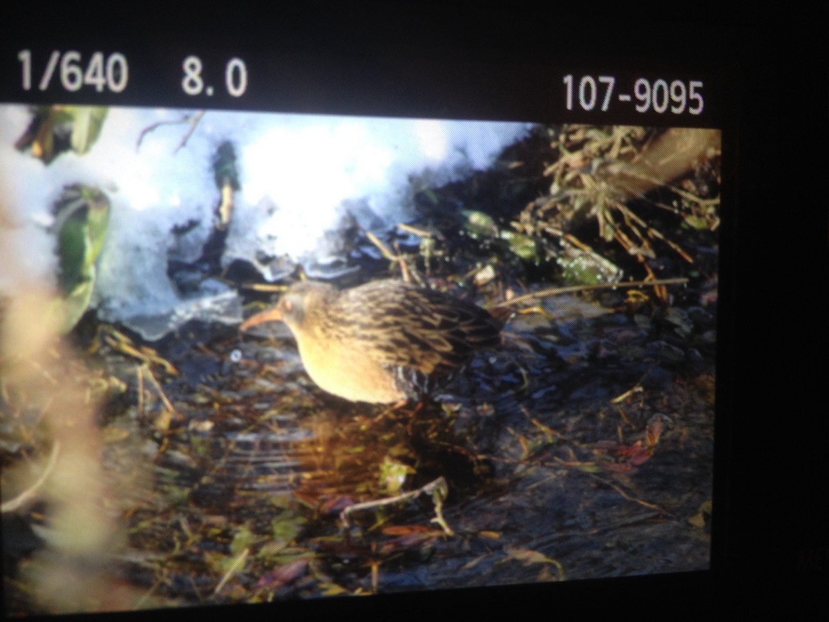 Virginia Rail - ML81080801