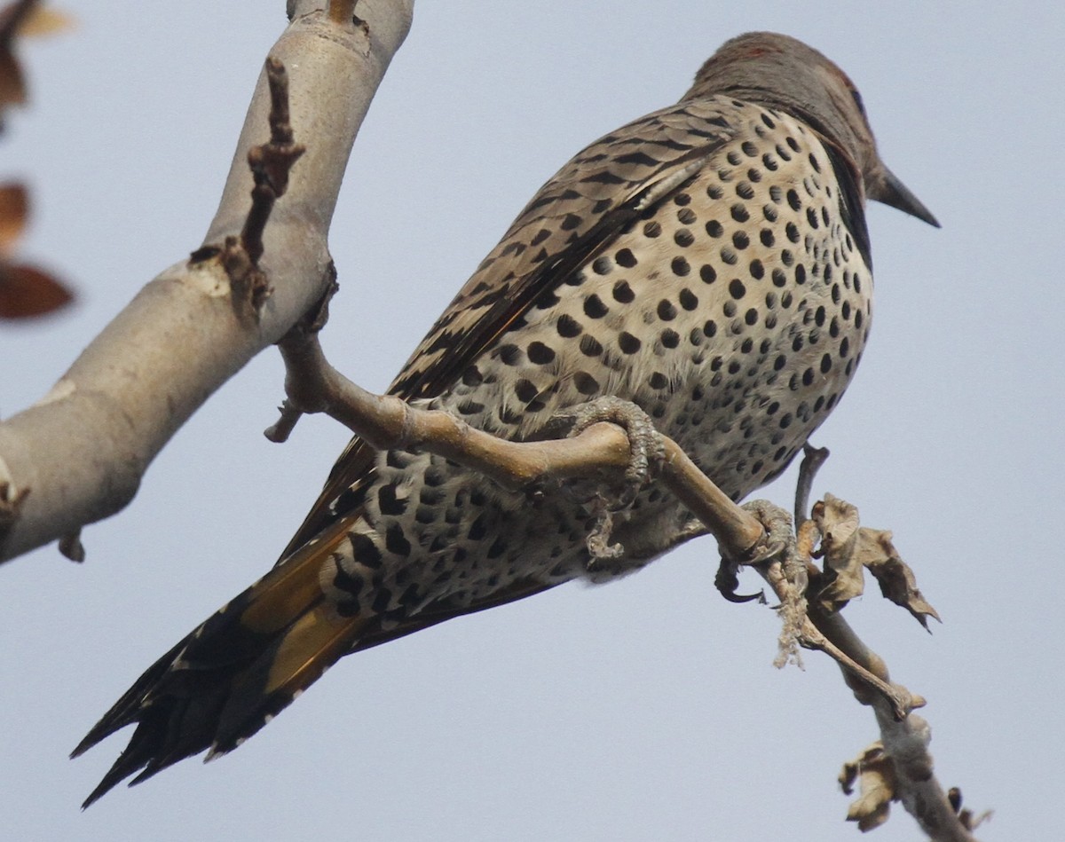 Northern Flicker (Yellow-shafted x Red-shafted) - ML81080891