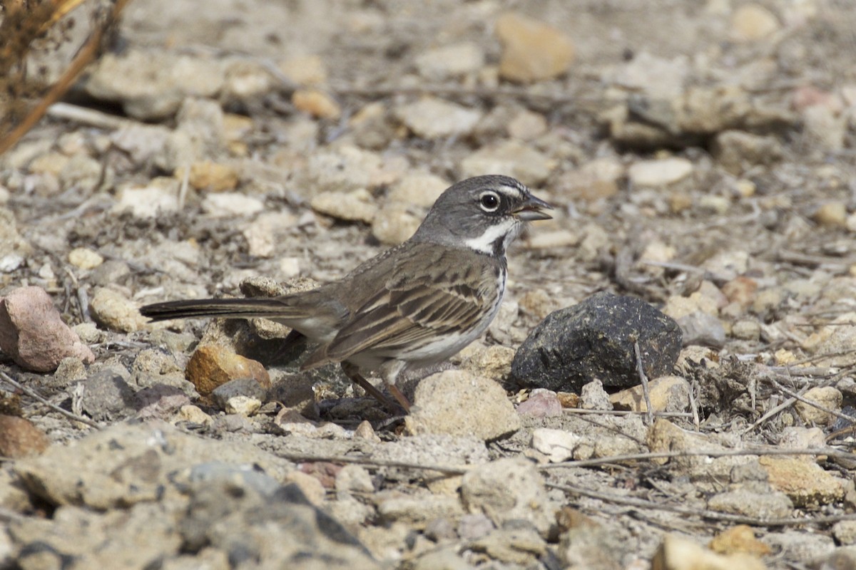 Bell's Sparrow (clementeae) - ML81082081