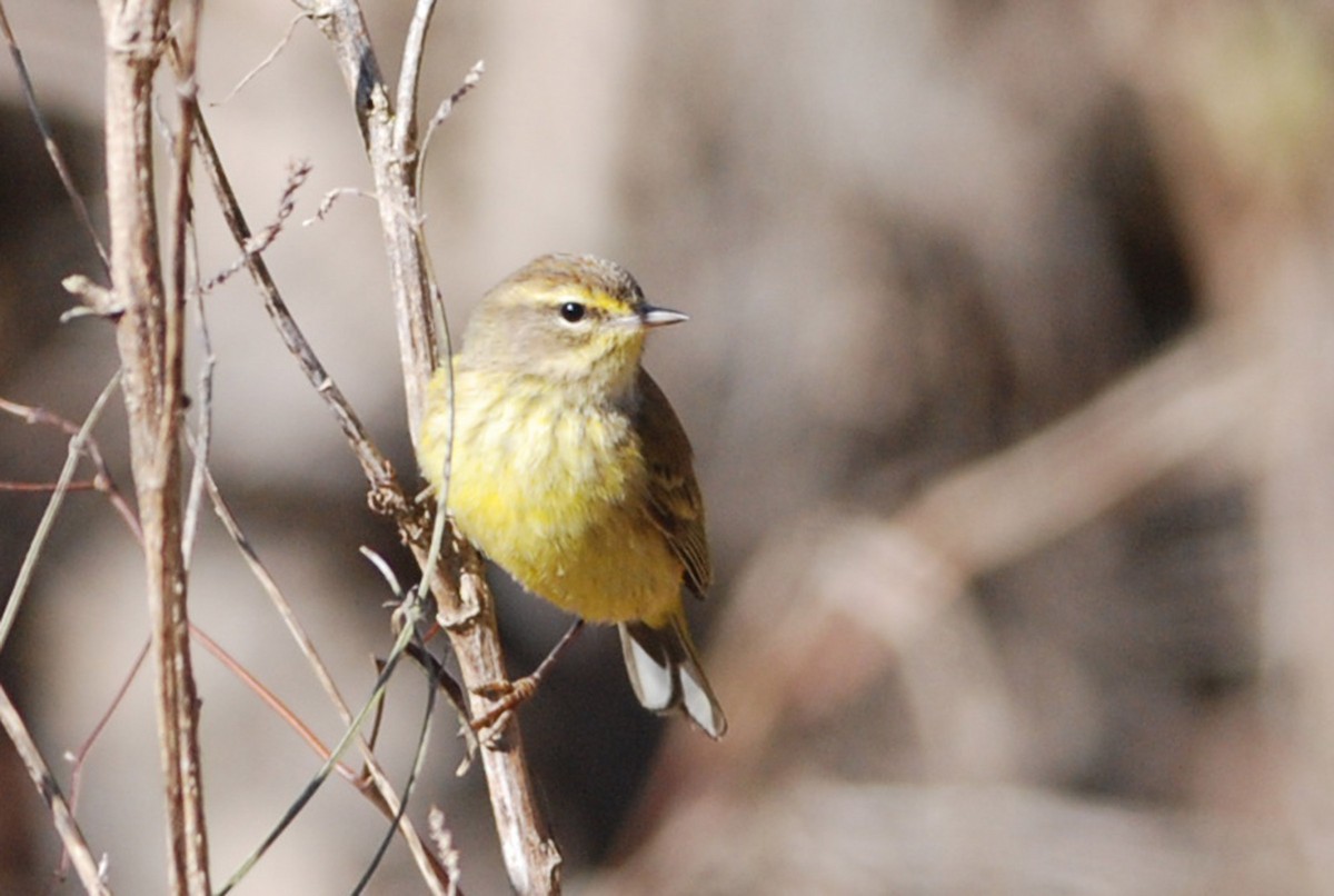 Palm Warbler - ML81082791