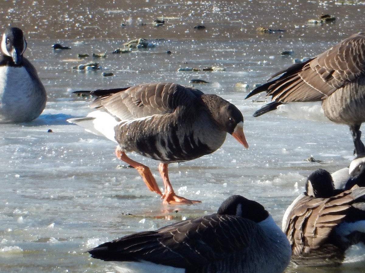 Greater White-fronted Goose - ML81083451