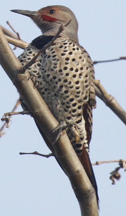 Northern Flicker - ML81083491