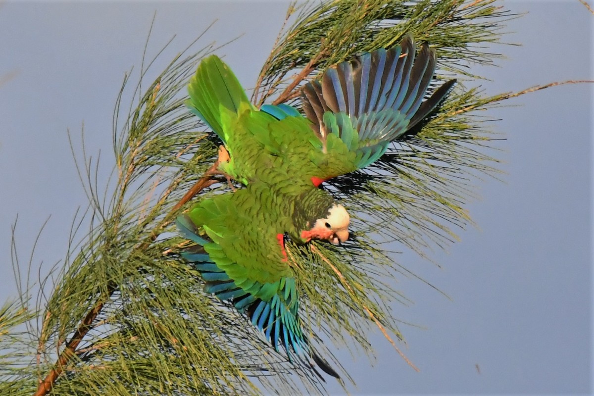 Cuban Amazon - Christopher Johnson