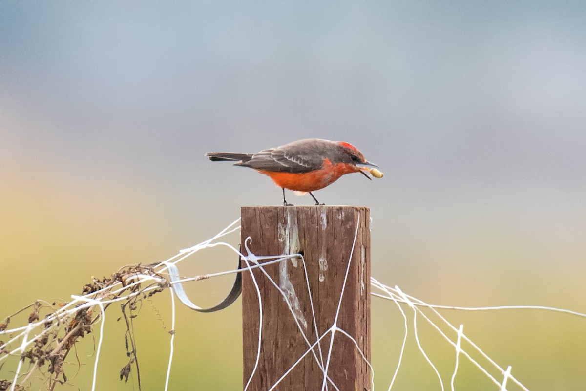 Vermilion Flycatcher - ML81084101