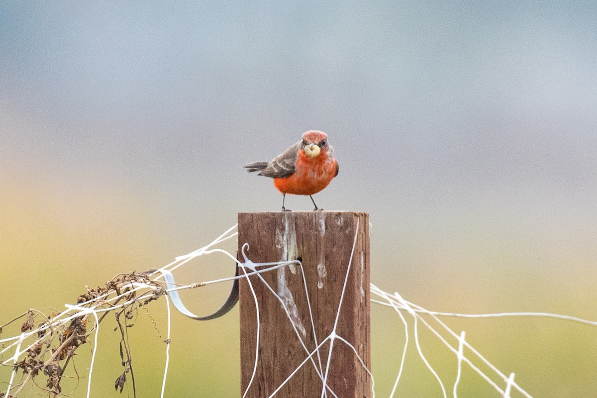 Vermilion Flycatcher - ML81084181