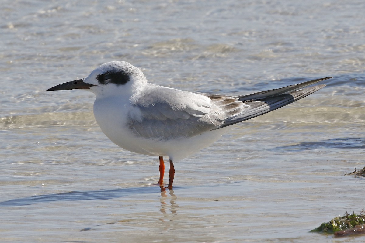 Forster's Tern - ML81084641