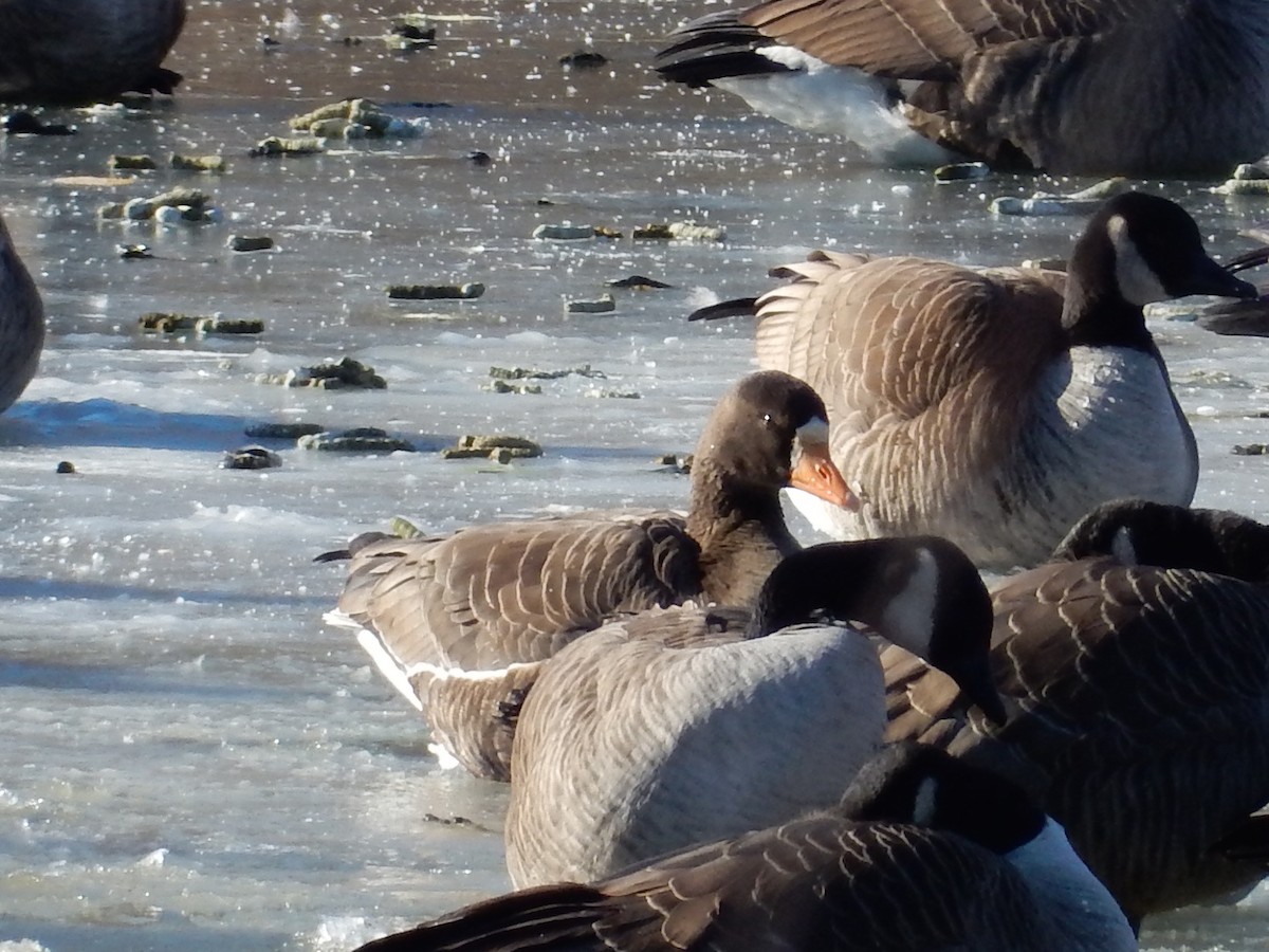 Greater White-fronted Goose - ML81086101