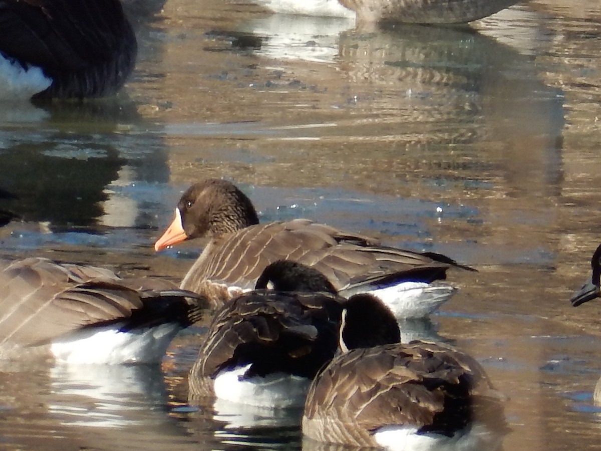 Greater White-fronted Goose - ML81086111