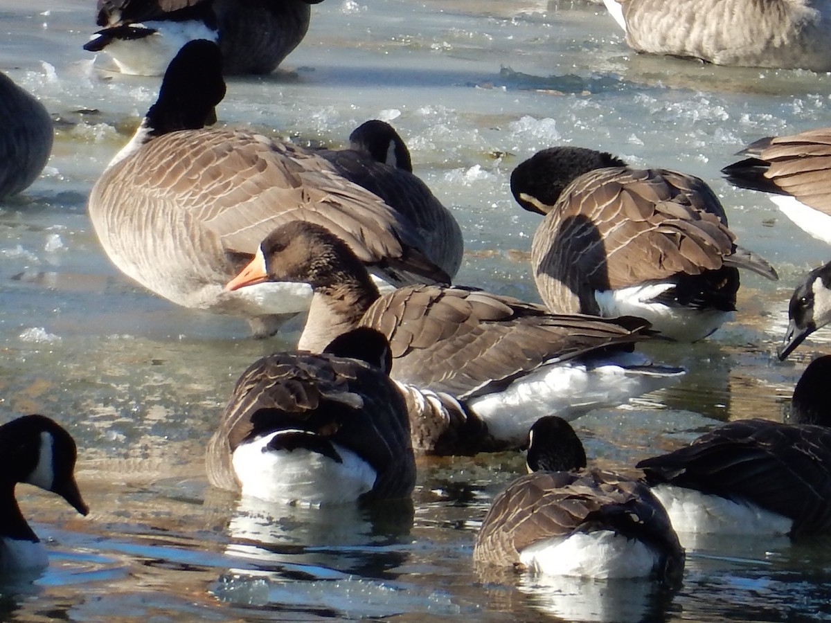 Greater White-fronted Goose - ML81086121
