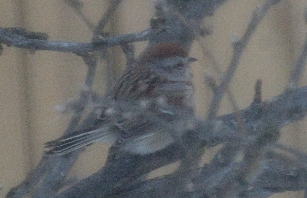 American Tree Sparrow - Mark Nenadov