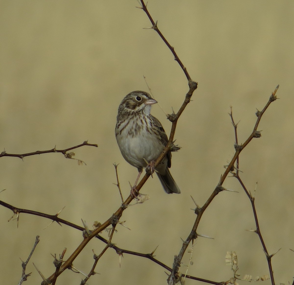 Savannah Sparrow - ML81088451