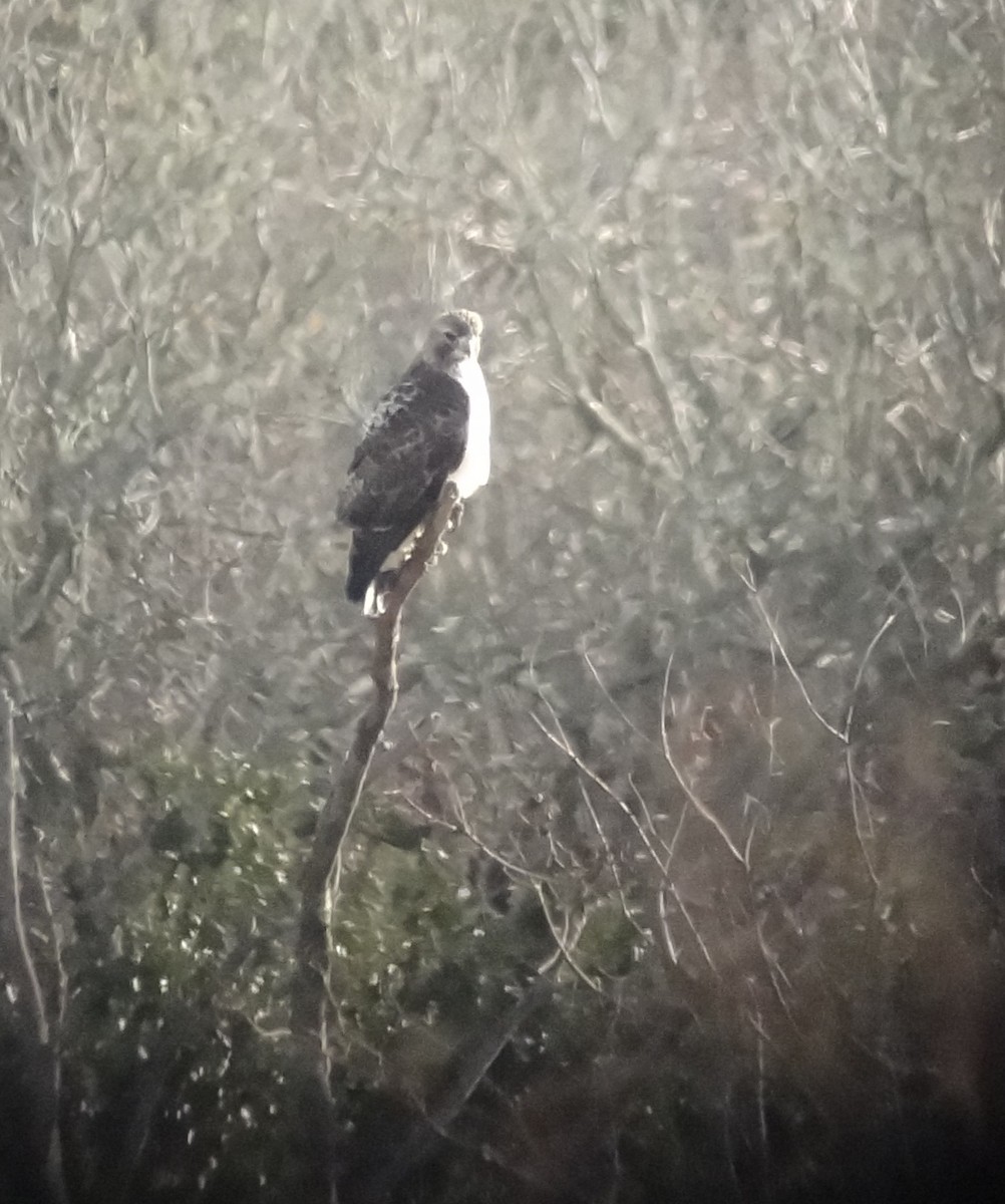 Red-tailed Hawk - ML81088621