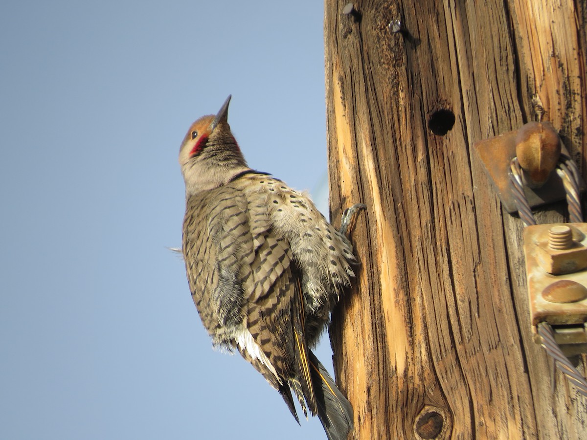 Northern Flicker (Yellow-shafted x Red-shafted) - ML81089151
