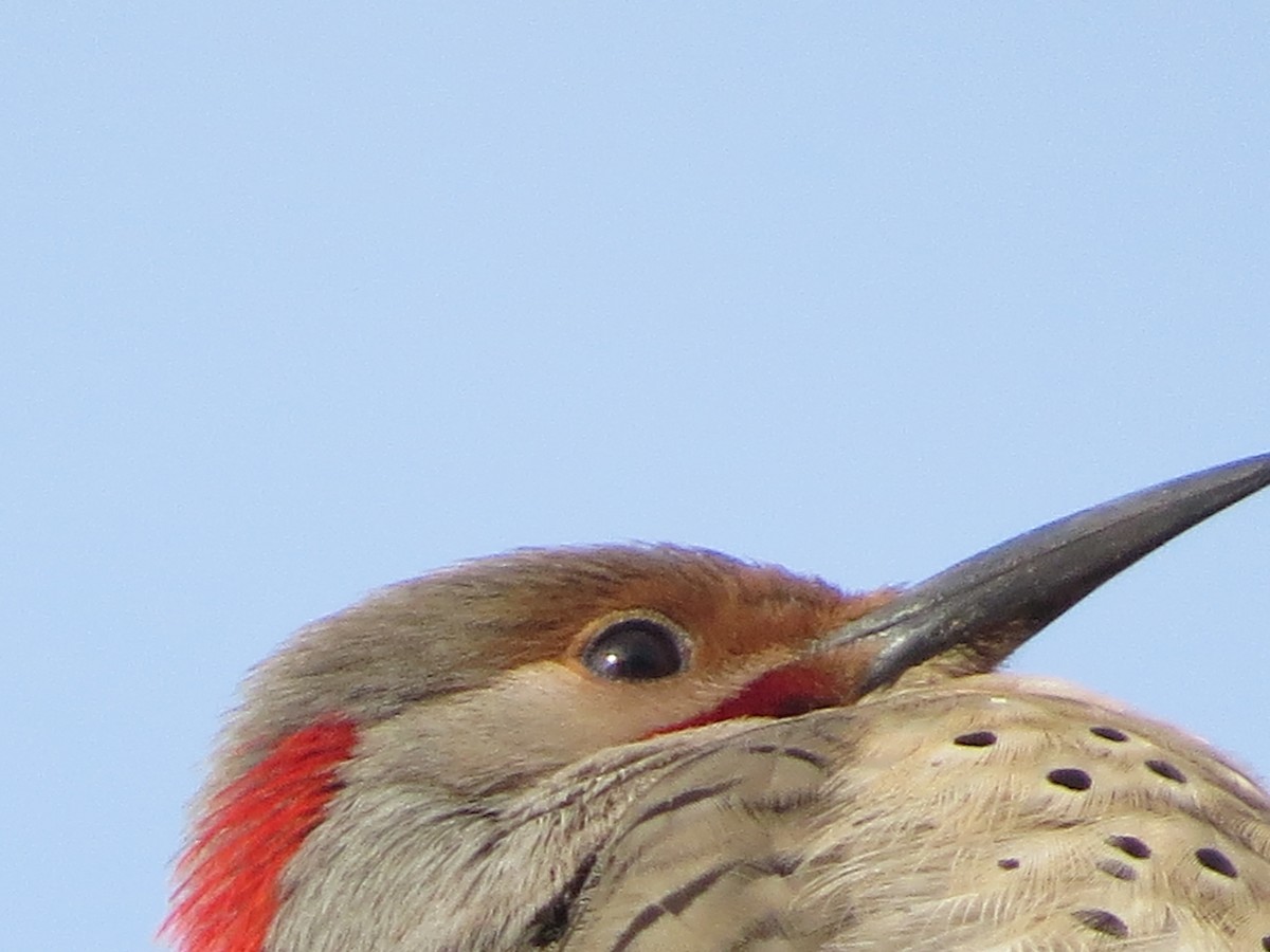 Northern Flicker (Yellow-shafted x Red-shafted) - ML81089341