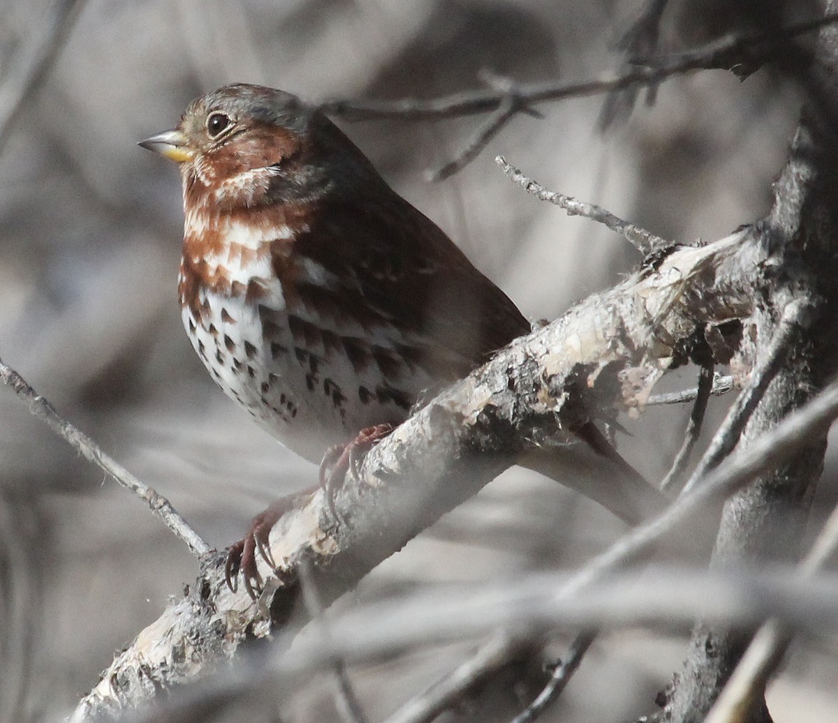 Fox Sparrow (Red) - ML81089411