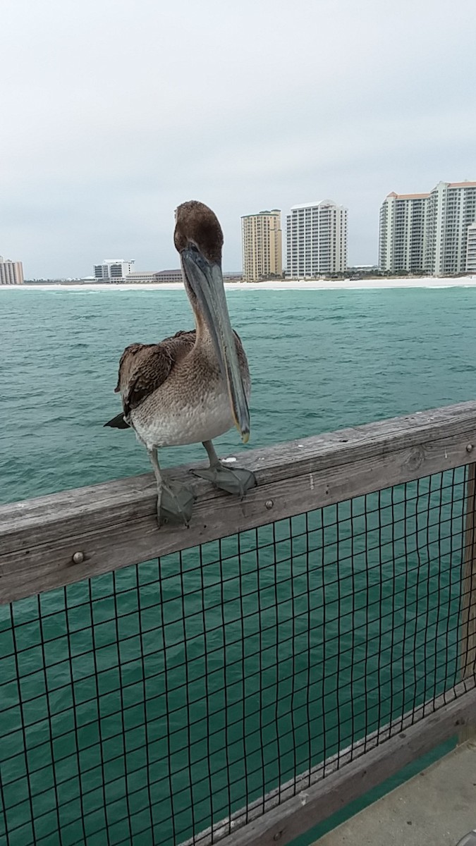 Brown Pelican - ML81090081