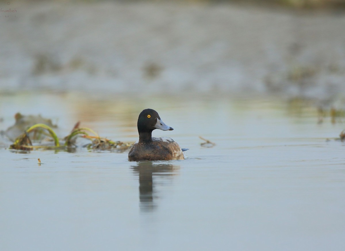 Greater Scaup - Arnab Pal