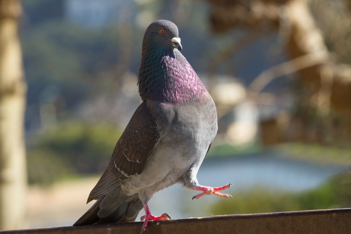 Rock Pigeon (Feral Pigeon) - ML81092841