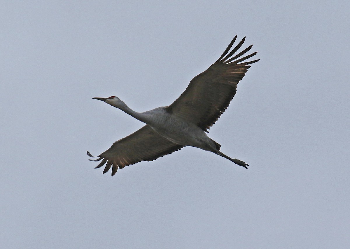 Sandhill Crane - ML81092851