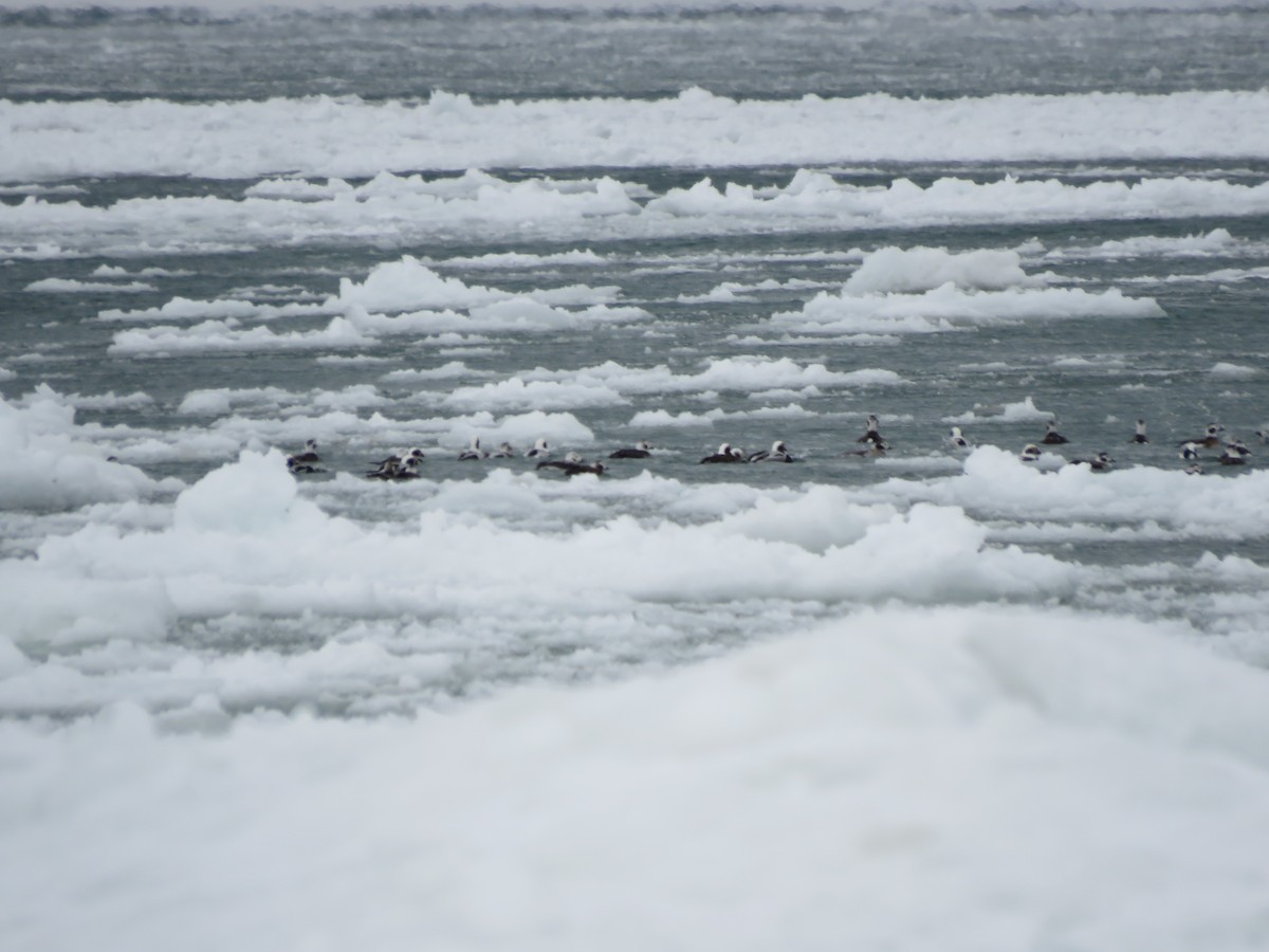 Long-tailed Duck - ML81093131