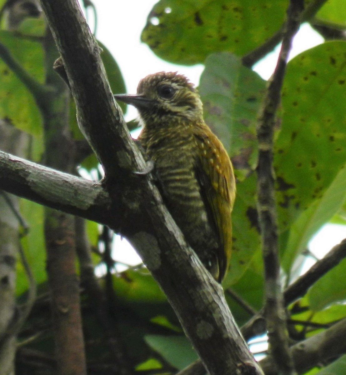 Little Woodpecker - Susana Cubas Poclin