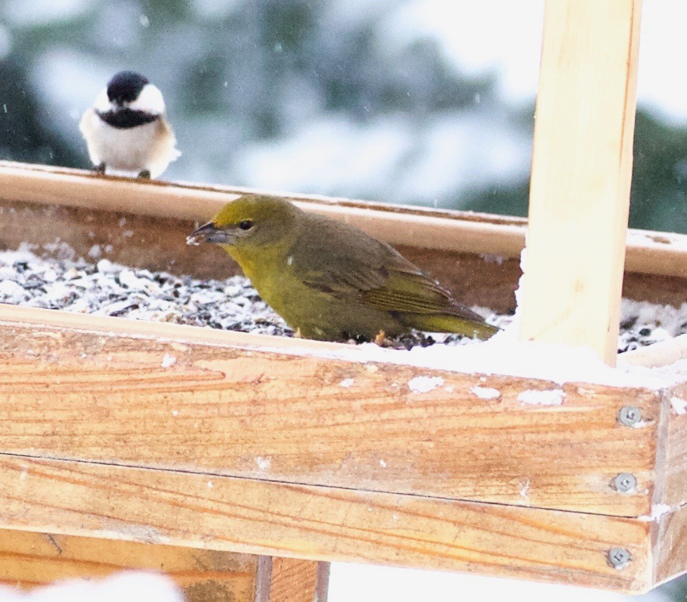 Hepatic Tanager - ML81094041