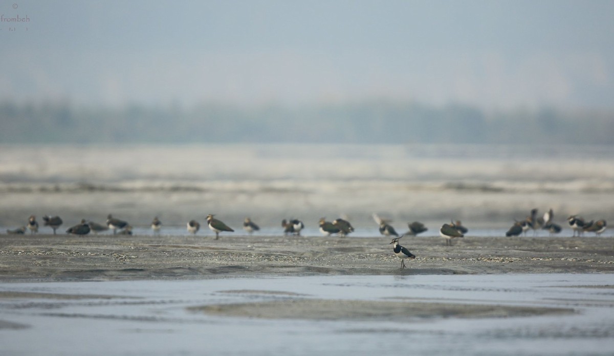 Northern Lapwing - Arnab Pal