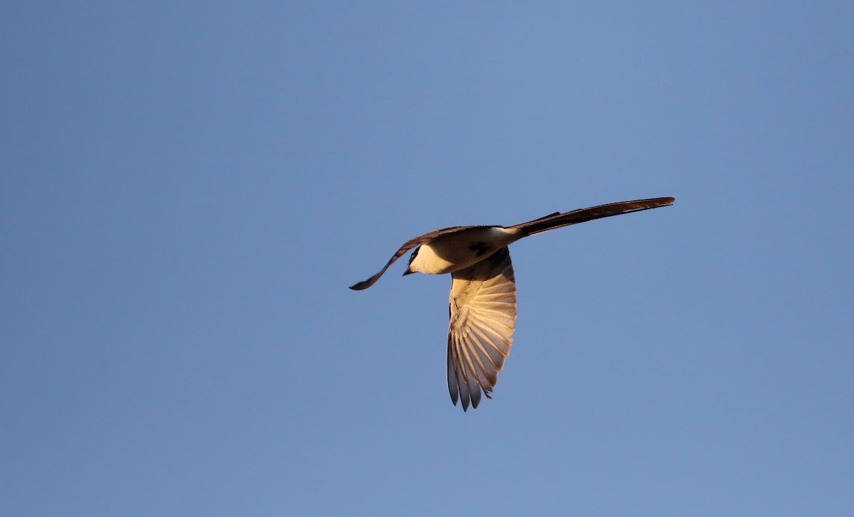 Fork-tailed Flycatcher (monachus) - Jay McGowan