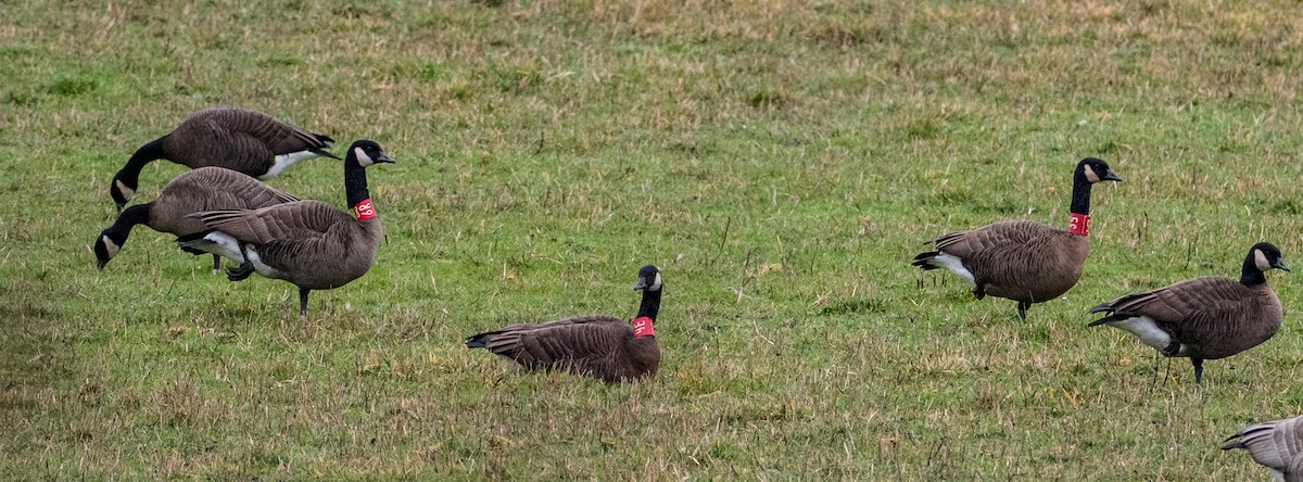 Canada Goose - ML81095731