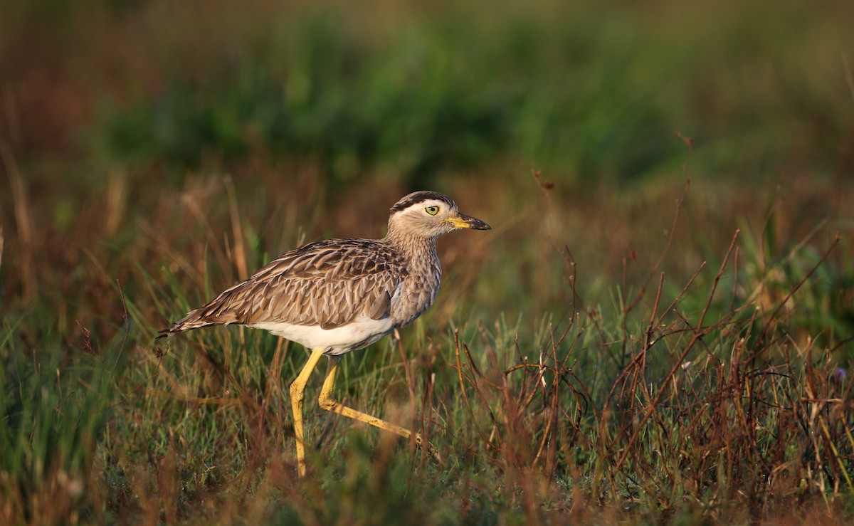 Double-striped Thick-knee - ML81096671