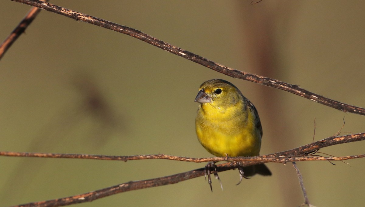 Короткоклювый зерноед [группа chrysops] - ML81097061