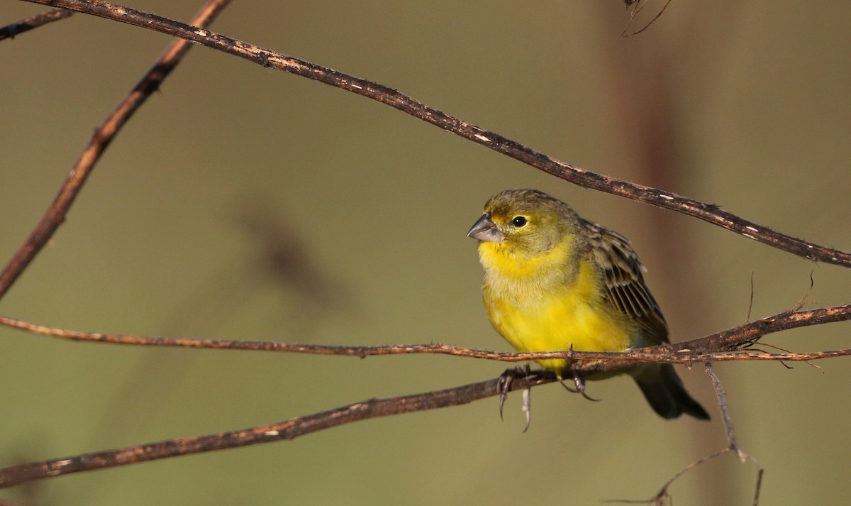 Короткоклювый зерноед [группа chrysops] - ML81097071