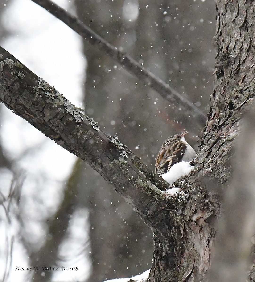 Brown Creeper - ML81098461