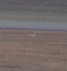 Snowy Owl - ML81099051