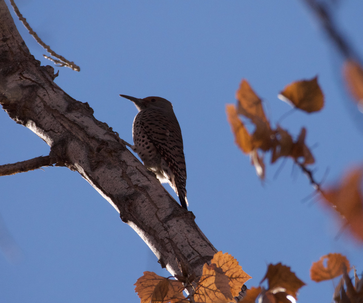 Northern Flicker - Trevor Rogers