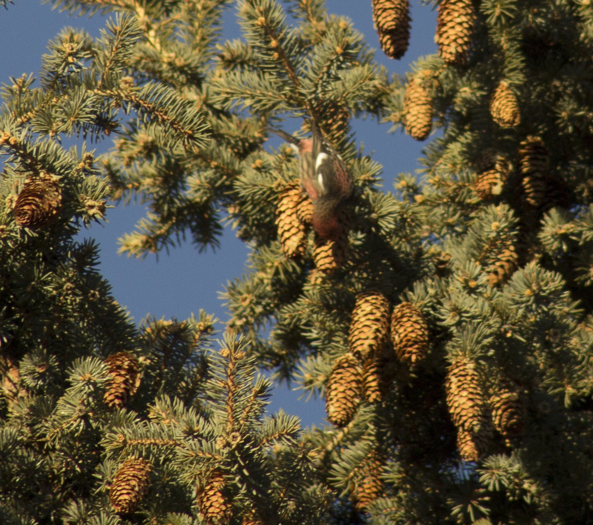 White-winged Crossbill - ML81099751