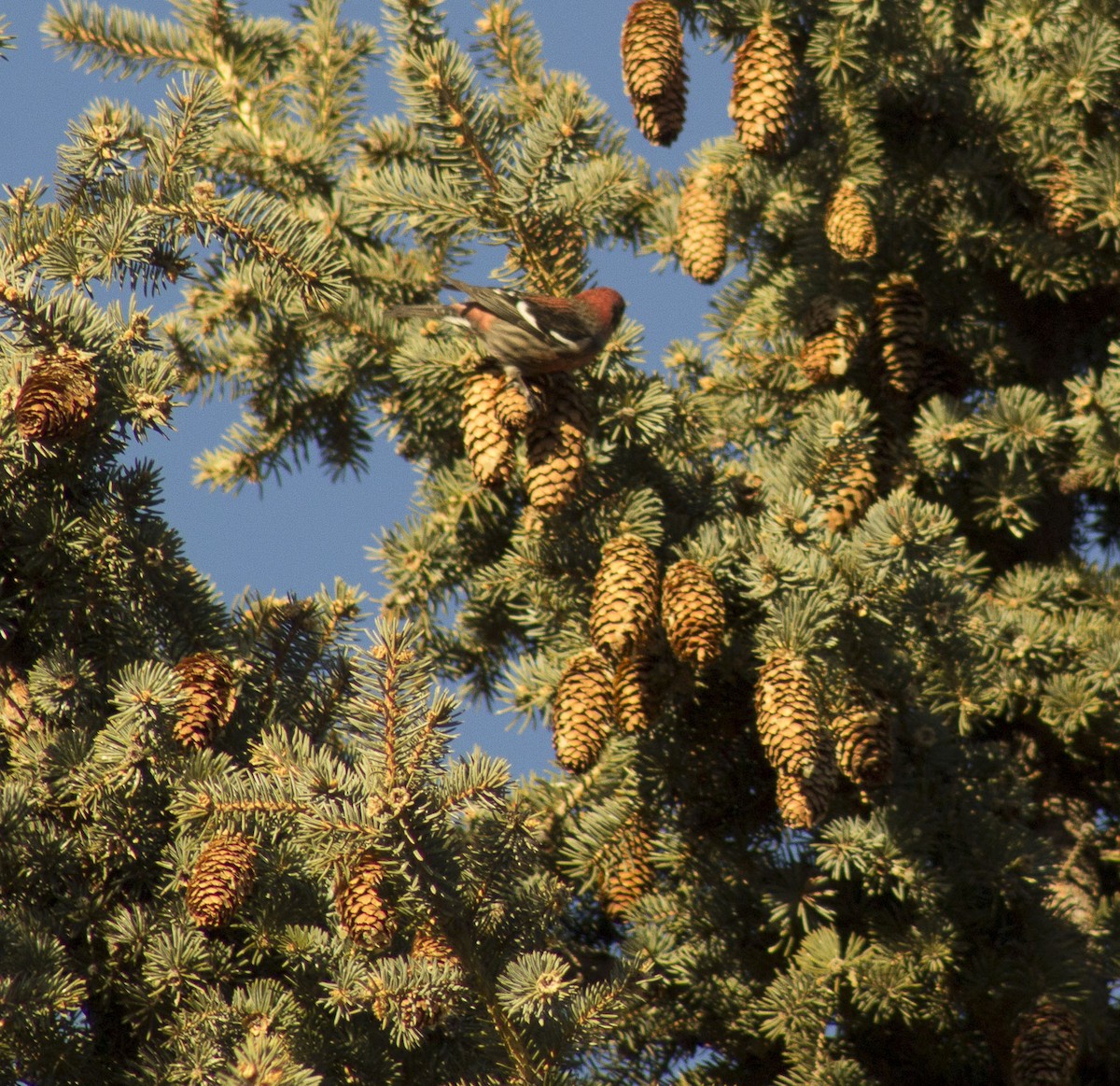 White-winged Crossbill - ML81099761