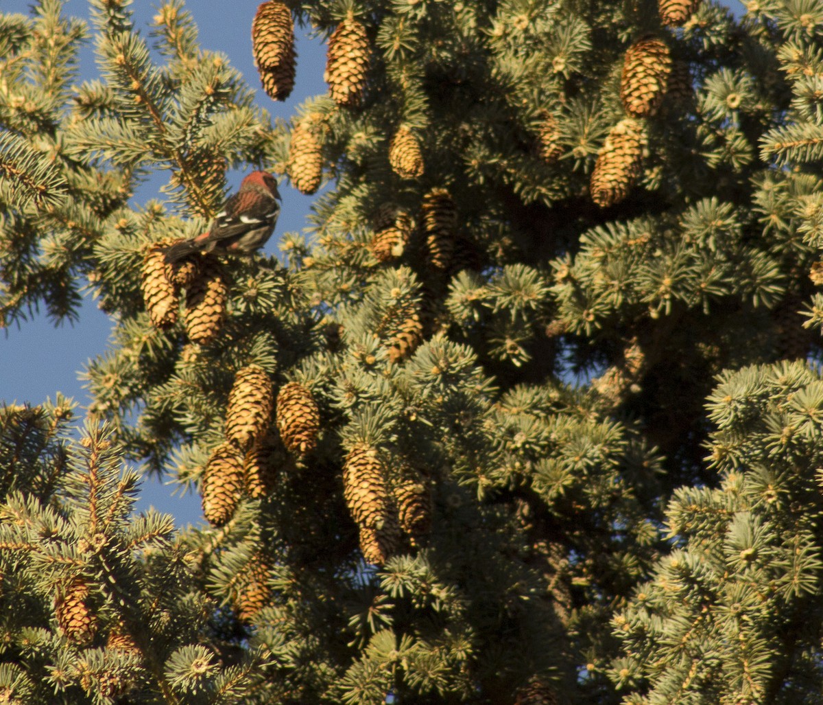 White-winged Crossbill - ML81099771