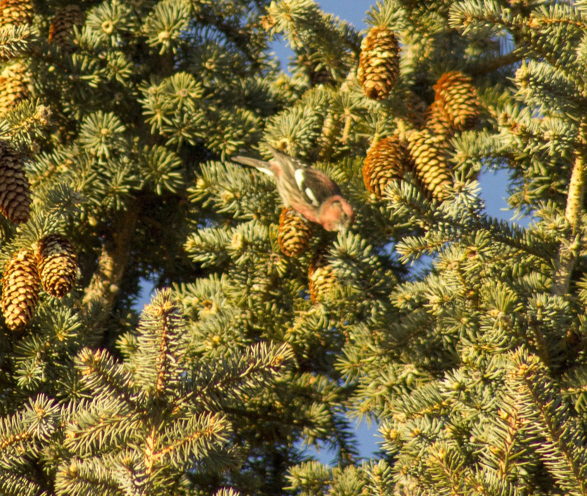 White-winged Crossbill - ML81099781