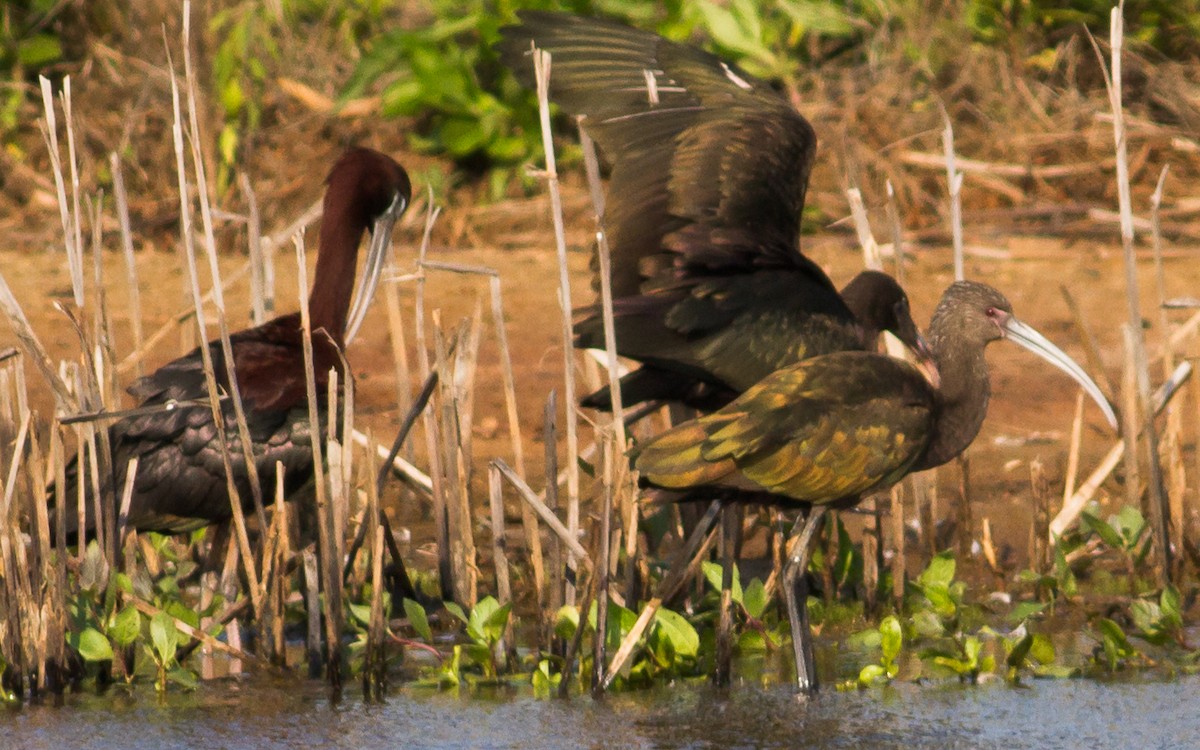 ibis americký - ML81101151