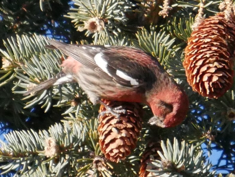 White-winged Crossbill - ML81101471