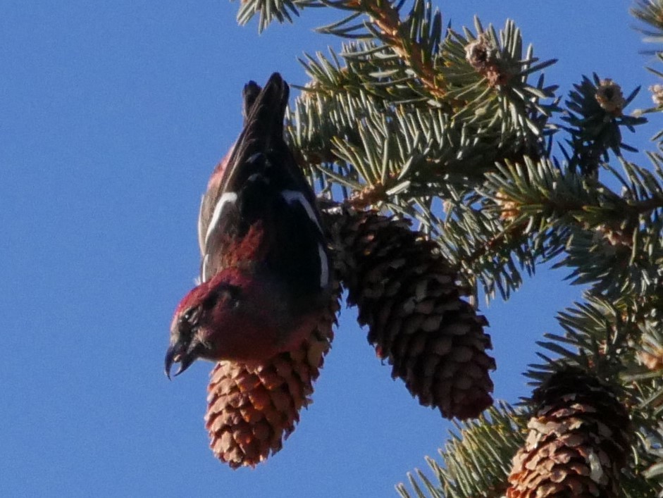 White-winged Crossbill - ML81101481