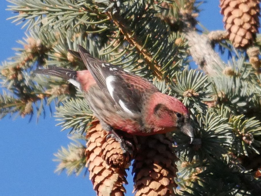 White-winged Crossbill - ML81101491