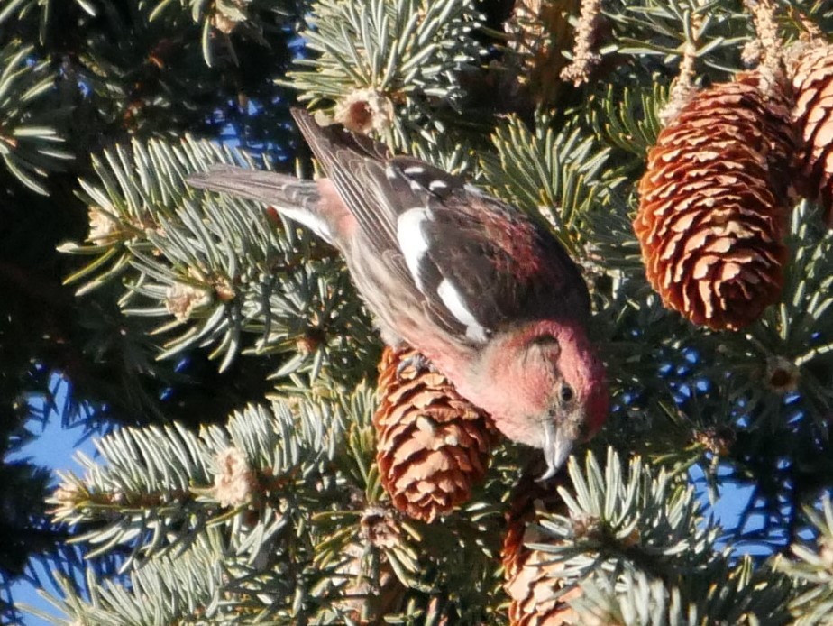 White-winged Crossbill - ML81101501