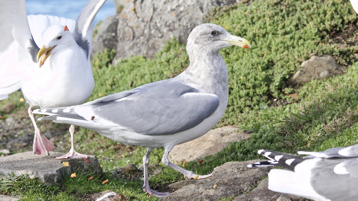 Glaucous-winged Gull - Dave Bengston