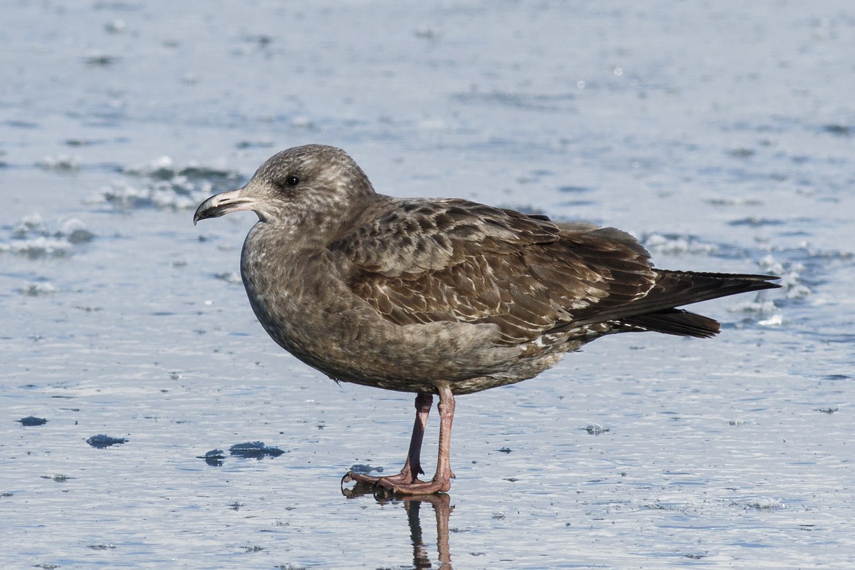 Herring Gull (American) - Ryan Griffiths