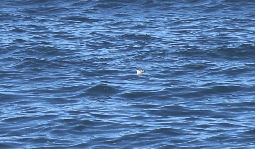 Marbled Murrelet - ML81102241