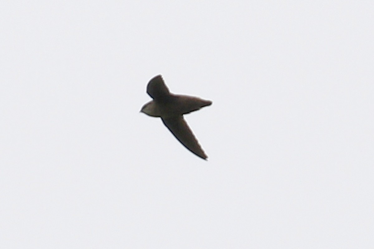 Vaux's Swift - Donna Pomeroy