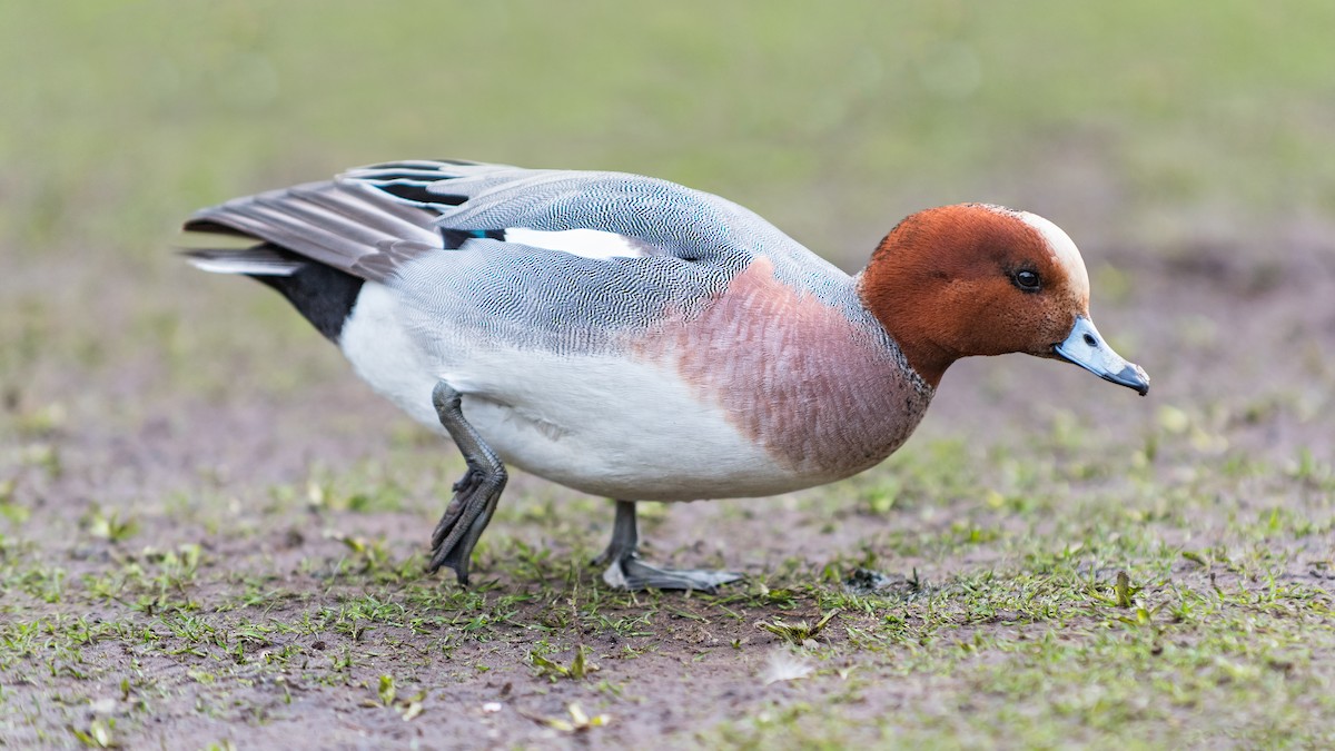 Eurasian Wigeon - ML81109531