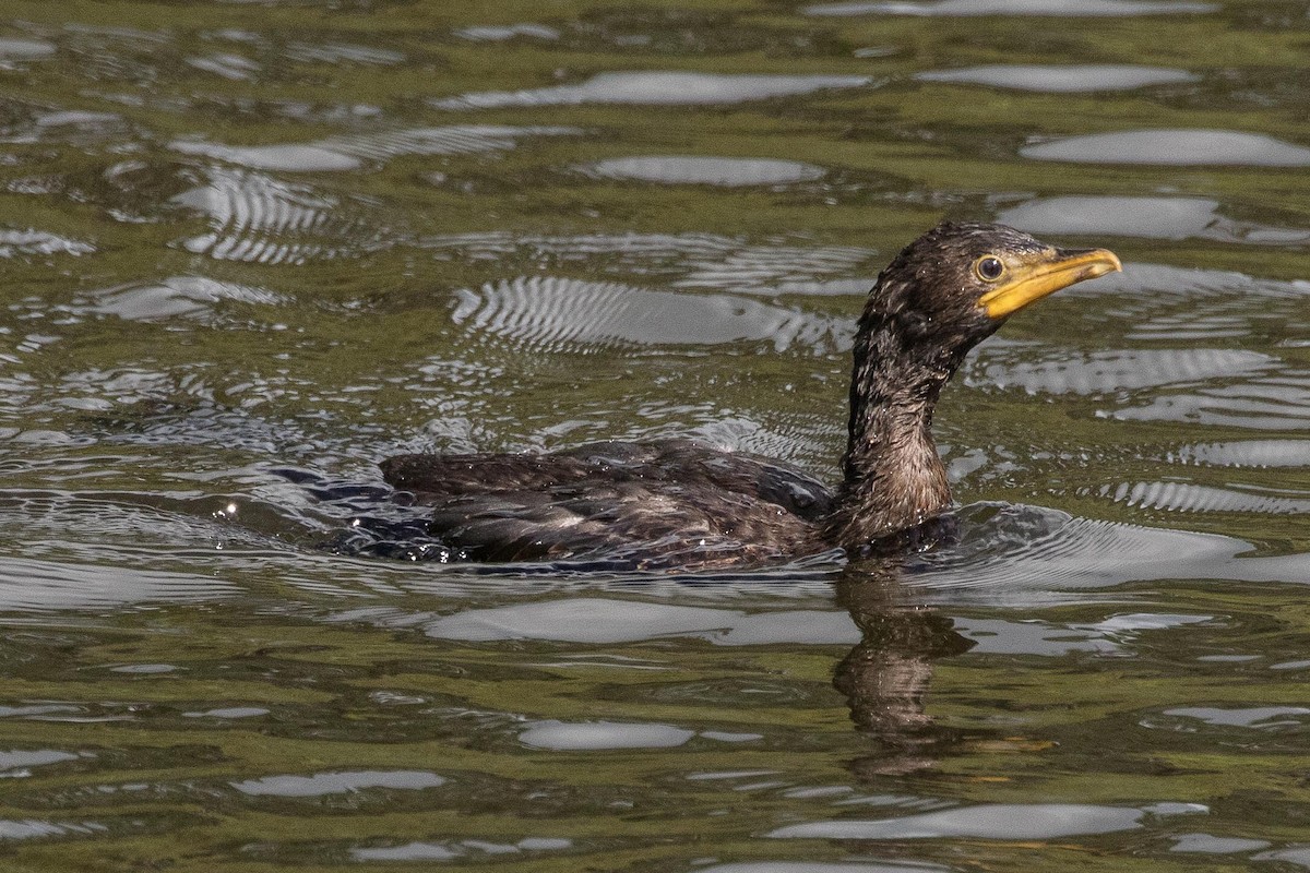 Little Pied Cormorant - Eric VanderWerf